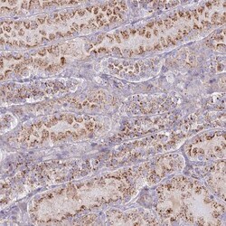 CHMP4B Antibody, Novus Biologicals 0.1mL; Unlabeled:Antibodies, Polyclonal